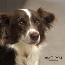 a cute brown and white dog